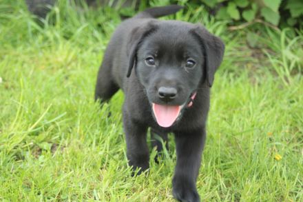 Wunderschöne reinrassige Labrador Retriever Welpen schwarz und gelb vom Züchter