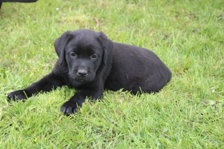Wunderschöne reinrassige Labrador Retriever Welpen schwarz und gelb vom Züchter