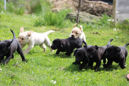 Wunderschöne reinrassige Labrador Retriever Welpen schwarz und gelb vom Züchter