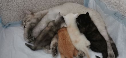 Süße BKH Kitten suchen ein liebevolles Zuhause