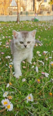 Süße BKH Kitten suchen ein liebevolles Zuhause