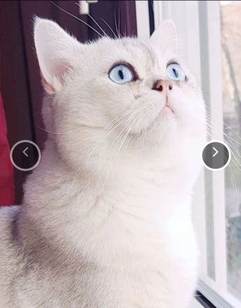 Süße BKH Kitten suchen ein liebevolles Zuhause