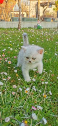 Süße BKH Kitten suchen ein liebevolles Zuhause