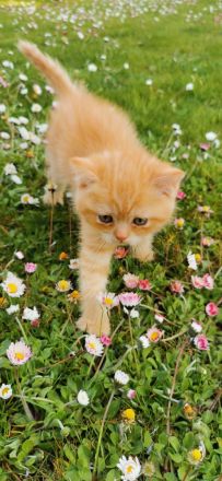 Süße BKH Kitten suchen ein liebevolles Zuhause