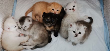 Süße BKH Kitten suchen ein liebevolles Zuhause