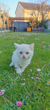 Süße BKH Kitten suchen ein liebevolles Zuhause