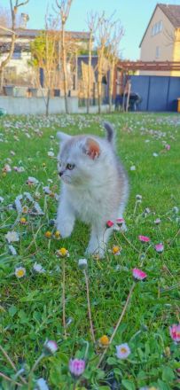 Süße BKH Kitten suchen ein liebevolles Zuhause