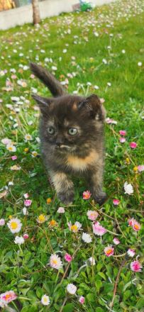 Süße BKH Kitten suchen ein liebevolles Zuhause