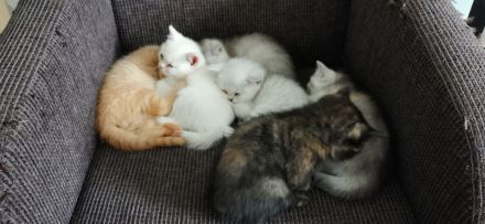 Süße BKH Kitten suchen ein liebevolles Zuhause