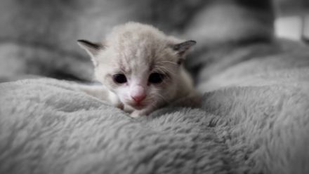 Tonkanese Birma Mix EKH Kitten