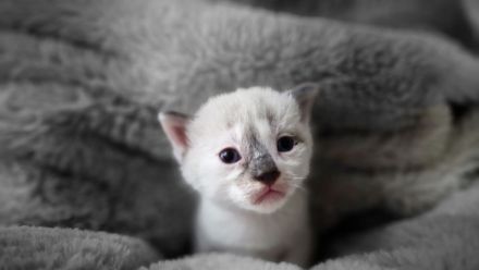 Tonkanese Birma Mix EKH Kitten