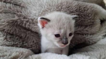 Tonkanese Birma Mix EKH Kitten