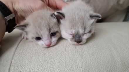 Tonkanese Birma Mix EKH Kitten