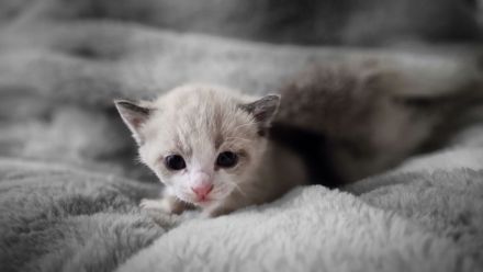 Tonkanese Birma Mix EKH Kitten