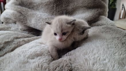 Tonkanese Birma Mix EKH Kitten