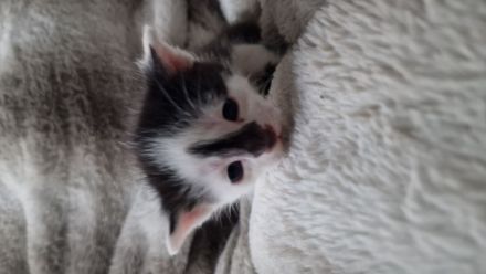 Tonkanese Birma Mix EKH Kitten