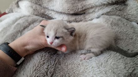 Tonkanese Birma Mix EKH Kitten