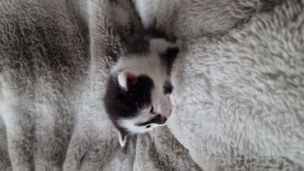 Tonkanese Birma Mix EKH Kitten