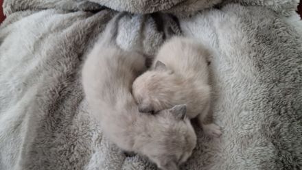 Tonkanese Birma Mix EKH Kitten