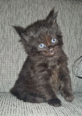 Main Coon Kitten