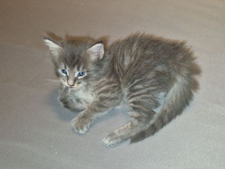 Main Coon Kitten