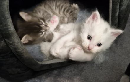 Main Coon Kitten
