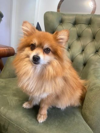 pomeranian zwergspitze