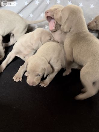 Die wohl schönsten Weimaraner Welpen (Silber)