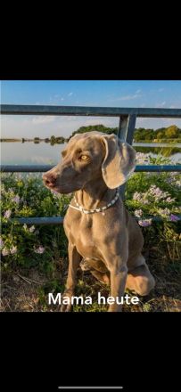 Die wohl schönsten Weimaraner Welpen (Silber)