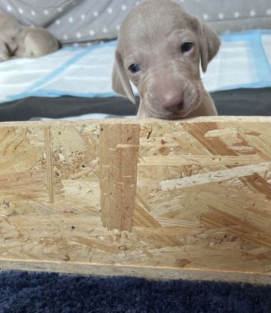 Die wohl schönsten Weimaraner Welpen (Silber)