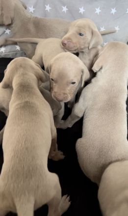 Die wohl schönsten Weimaraner Welpen (Silber)