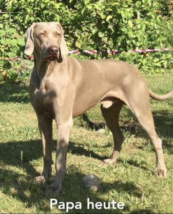 Die wohl schönsten Weimaraner Welpen (Silber)