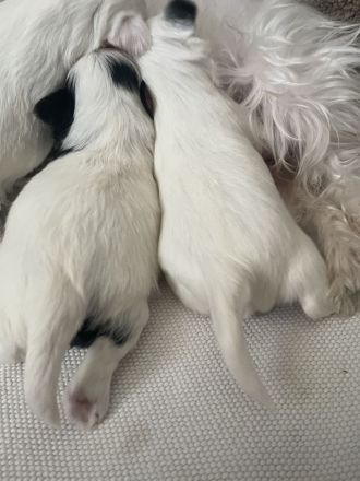 Biewer Yorkshire Terrier Welpen weiß