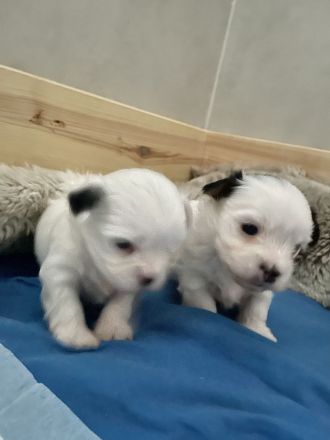 Biewer Yorkshire Terrier Welpen weiß