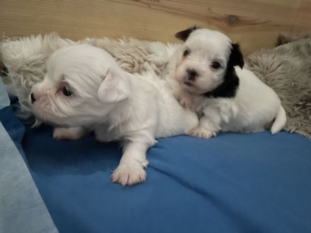 Biewer Yorkshire Terrier Welpen weiß