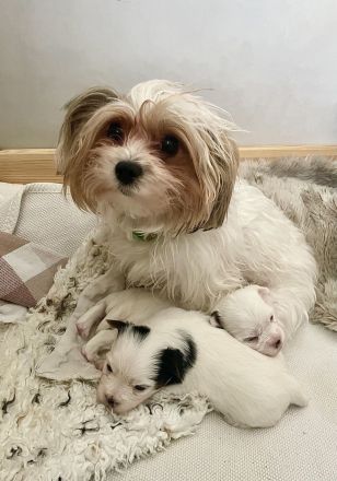 Biewer Yorkshire Terrier Welpen weiß