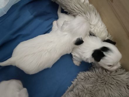 Biewer Yorkshire Terrier Welpen weiß