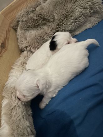 Biewer Yorkshire Terrier Welpen weiß