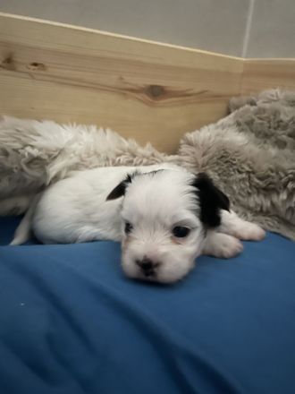 Biewer Yorkshire Terrier Welpen weiß