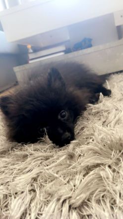 Zwergspitz Pomeranian