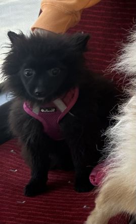 Zwergspitz Pomeranian