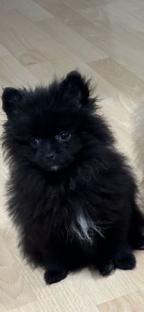 Zwergspitz Pomeranian