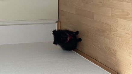 Zwergspitz Pomeranian