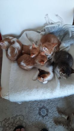 Kätzchen katzenbabys abzugeben