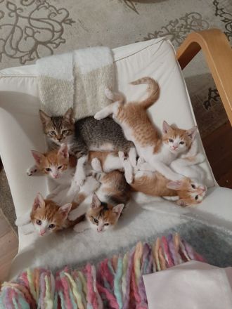 Kätzchen katzenbabys abzugeben