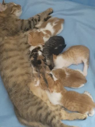 Kätzchen katzenbabys abzugeben