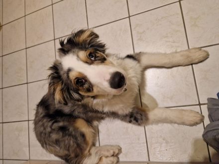 Australien Sheperd Hündin 6 Monate sucht ein neues zuhause