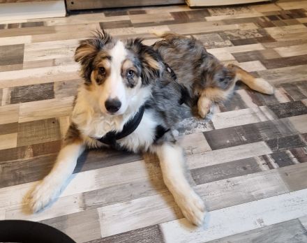 Australien Sheperd Hündin 6 Monate sucht ein neues zuhause