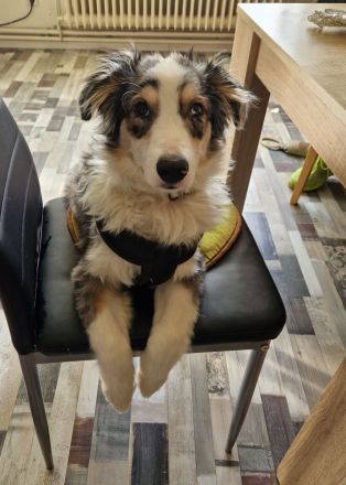 Australien Sheperd Hündin 6 Monate sucht ein neues zuhause