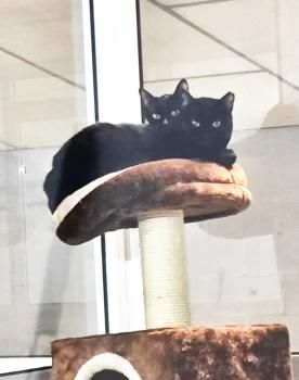 Shani und Lisha, FIV positiv